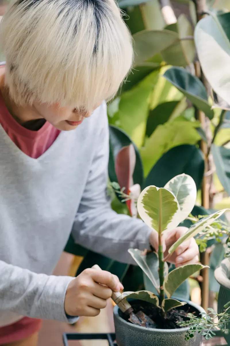 植栽設計・植え替え