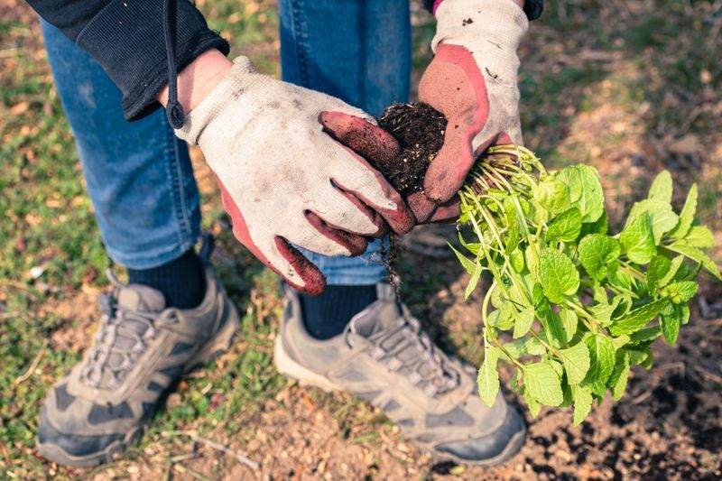 外構まわりの緑化提案